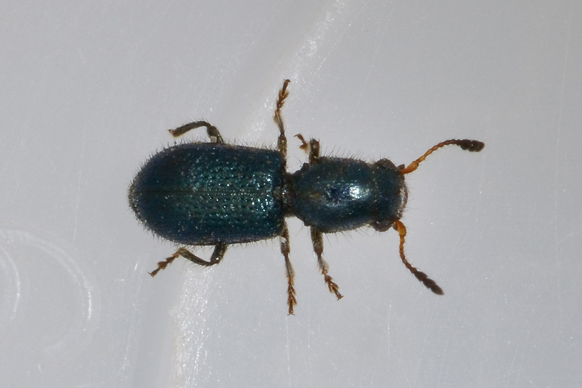 Korynetes pusillus - Cleridae